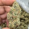 GG4 Strain