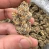 Godfather OG Strain
