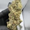 Mimosa Strain